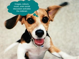 Images, colours,
 music, even social
discussion activates
    the midbrain
 