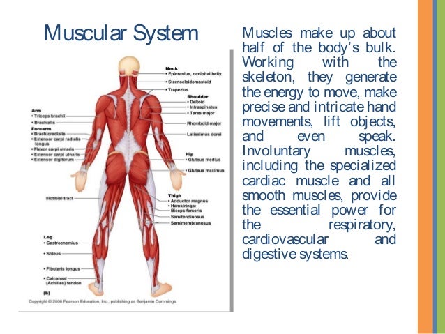 Why we look the way we do (Human Body Systems)