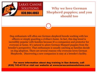 Why we love German
Shepherd puppies; and you
should too
For more information about dog training in San Antonio, call
(830) 743-4119 or visit our website at www.larascaninesolutions.com
Dog enthusiasts will often see German shepherd breeds working with law
officers or simply guarding a civilian's home. In fact, this dog breed is
incredibly popular with families because it's a companion and protector for
everyone at home. It's natural to adore German Shepard puppies from the
breeder's perspective. That enthusiasm is usually catching as families decide
on dog adoption. There are several reasons why everyone loves German
Shepherds. Discovering a new companion is easy at a breeder's facility.
 