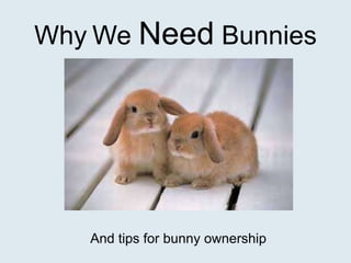 Why We Need Bunnies




   And tips for bunny ownership
 
