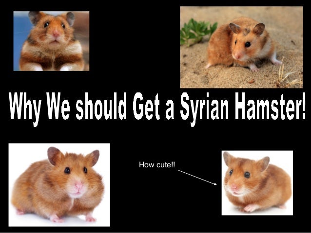getting a syrian hamster