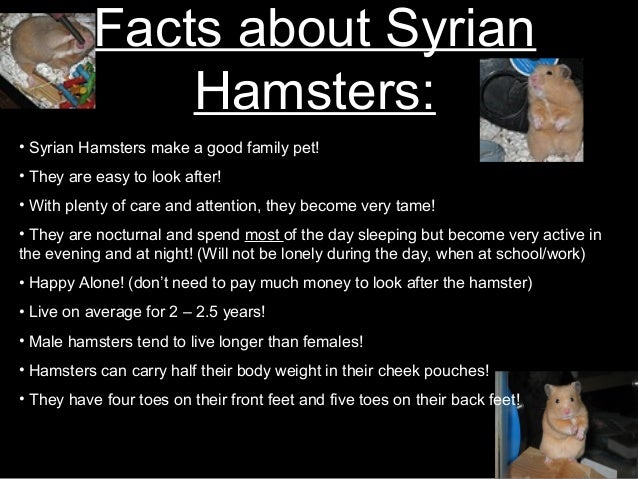 short haired hamster facts