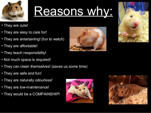 should i get a hamster