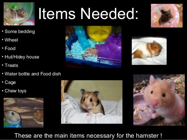 Why We Should Get A Syrian Hamster