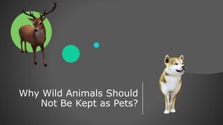 Why Wild Animals Should
Not Be Kept as Pets?
 