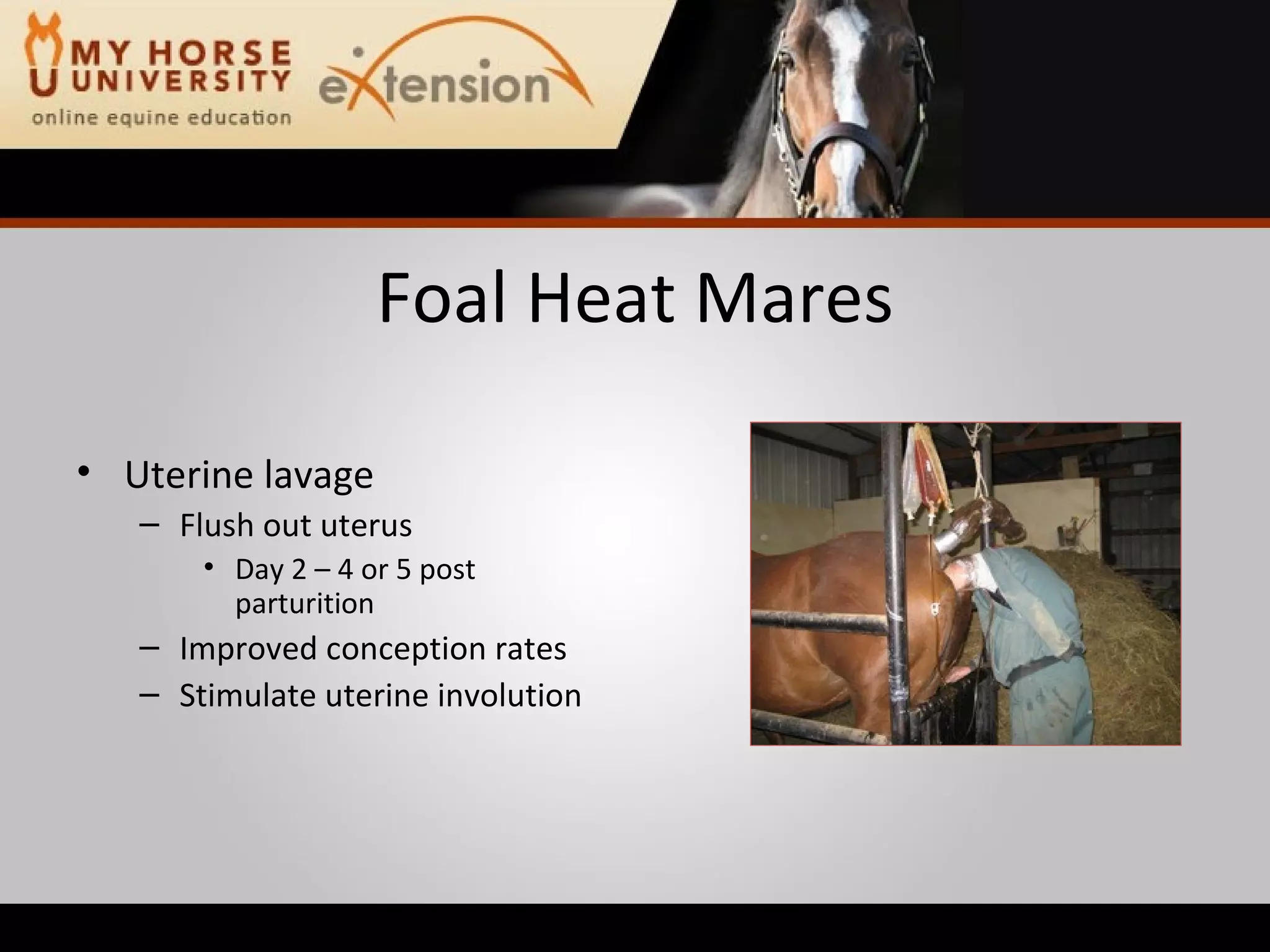 Foal Heat Mares Uterine lavage Flush out uterus Day 2 – 4 or 5 post parturition Improved conception rates Stimulate uterine involution 