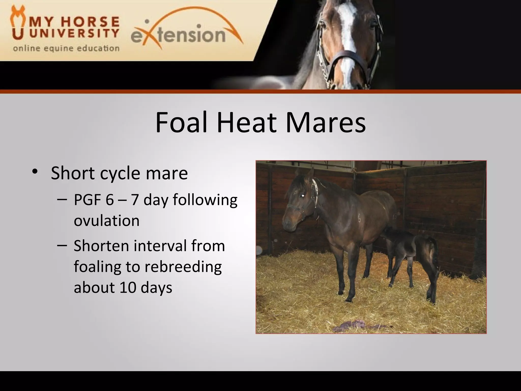 Foal Heat Mares Short cycle mare PGF 6 – 7 day following ovulation Shorten interval from foaling to rebreeding about 10 days 