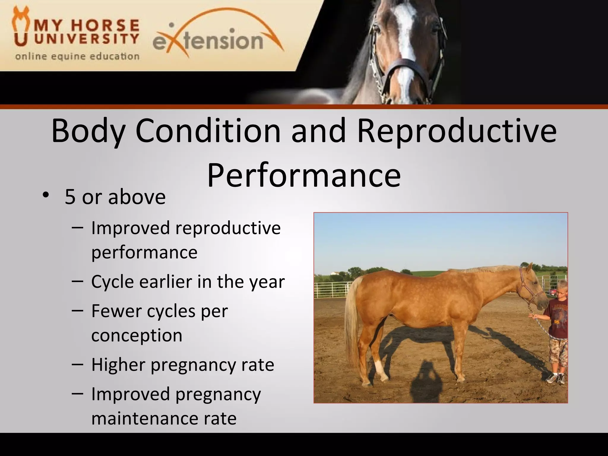 Body Condition and Reproductive Performance 5 or above Improved reproductive performance Cycle earlier in the year Fewer cycles per conception Higher pregnancy rate Improved pregnancy maintenance rate 