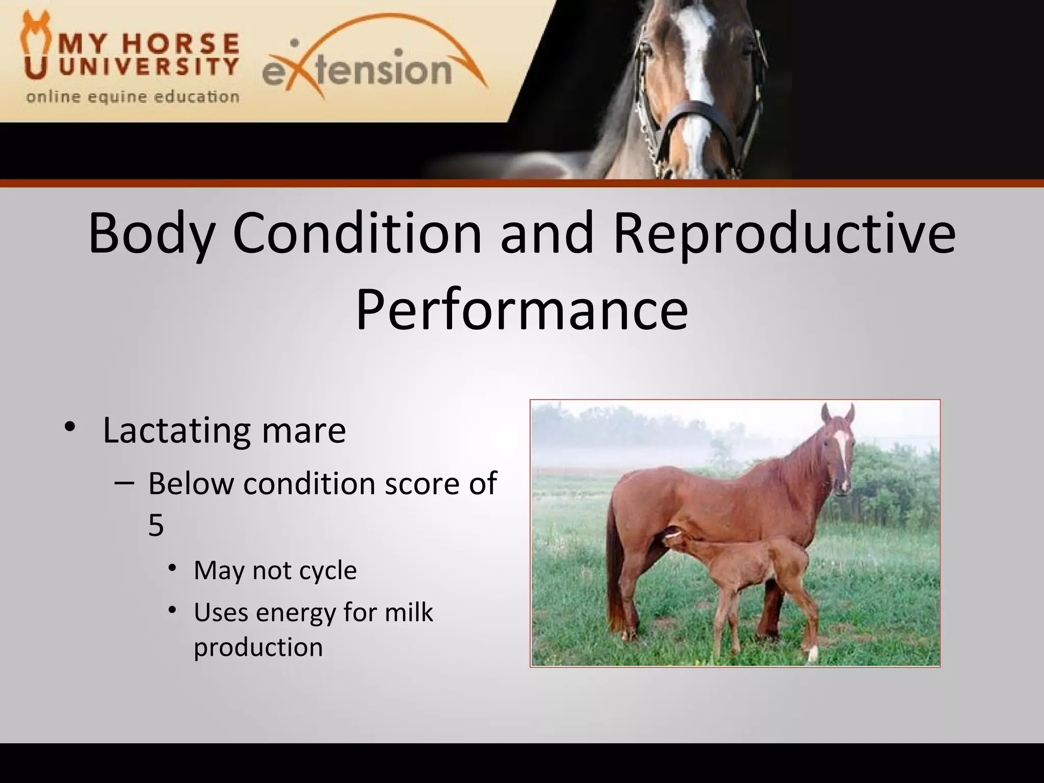 Body Condition and Reproductive Performance Lactating mare Below condition score of 5 May not cycle Uses energy for milk production 