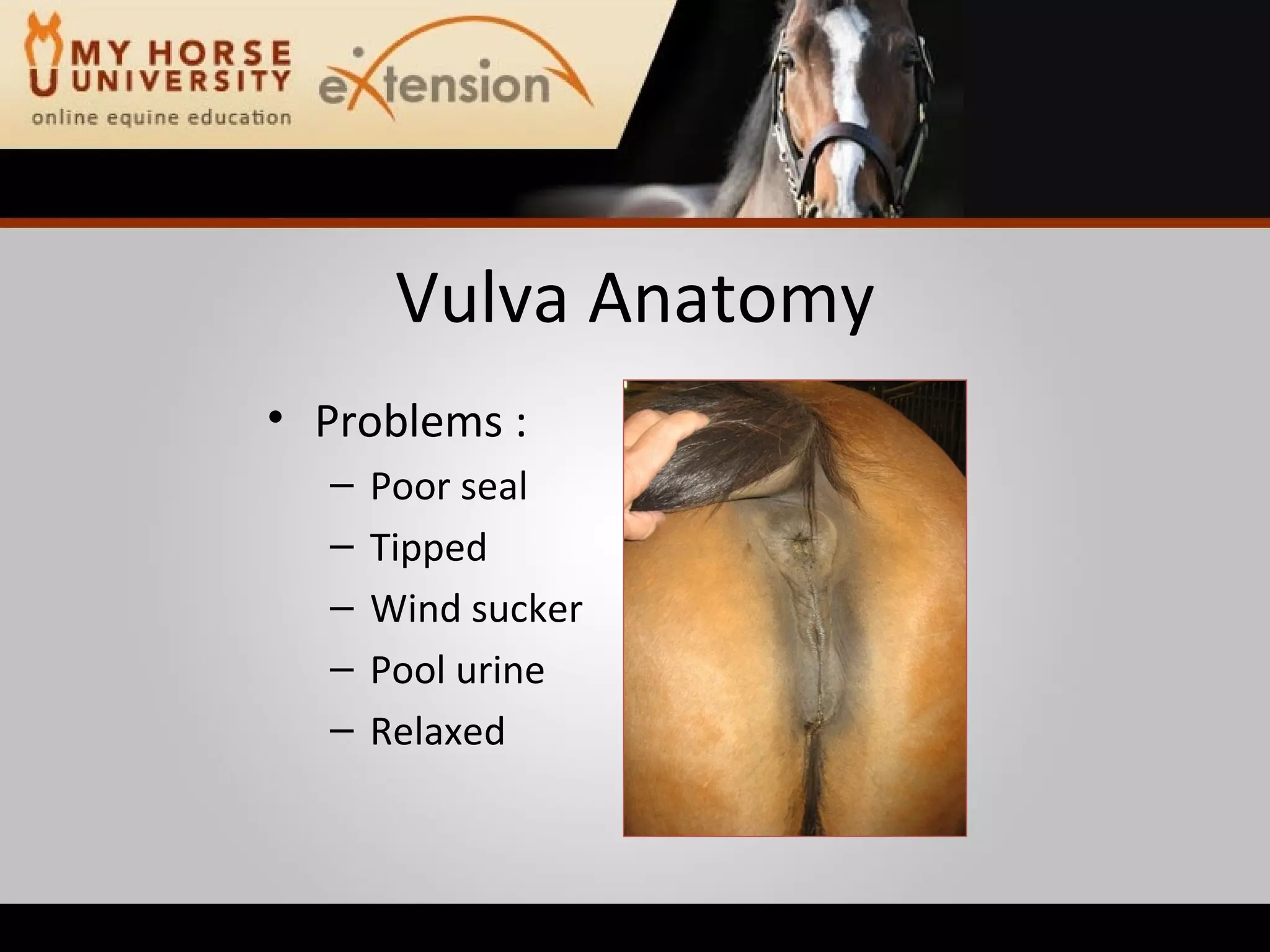 Vulva Anatomy Problems : Poor seal Tipped Wind sucker Pool urine Relaxed 