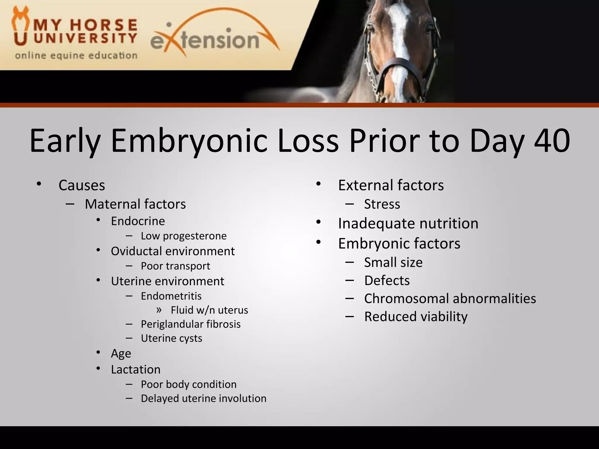 Early Embryonic Loss Prior to Day 40 Causes Maternal factors Endocrine Low progesterone Oviductal environment Poor transport Uterine environment Endometritis Fluid w/n uterus Periglandular fibrosis Uterine cysts Age Lactation Poor body condition Delayed uterine involution External factors Stress Inadequate nutrition Embryonic factors Small size Defects Chromosomal abnormalities Reduced viability 