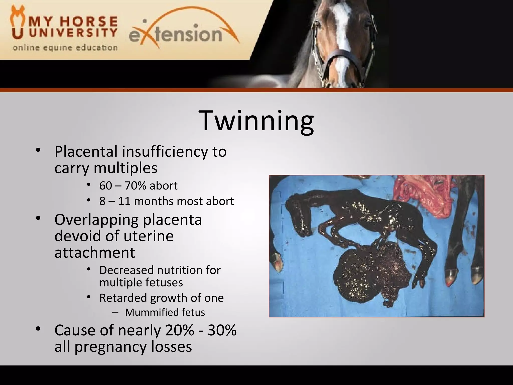 Twinning Placental insufficiency to carry multiples 60 – 70% abort 8 – 11 months most abort Overlapping placenta devoid of uterine attachment Decreased nutrition for multiple fetuses Retarded growth of one Mummified fetus Cause of nearly 20% - 30% all pregnancy losses 