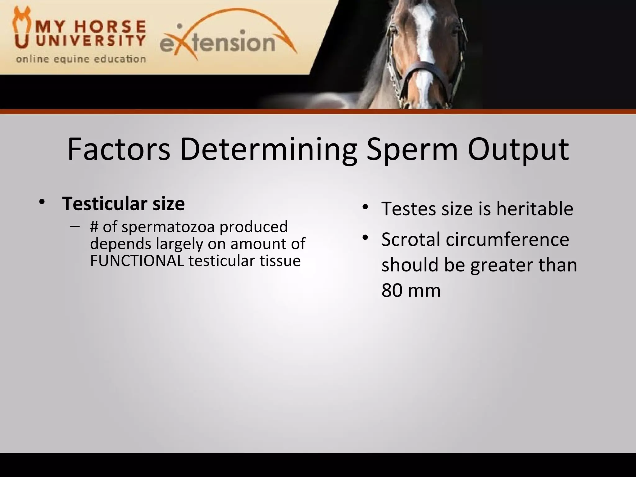 Factors Determining Sperm Output Testicular size # of spermatozoa produced depends largely on amount of FUNCTIONAL testicular tissue Testes size is heritable Scrotal circumference should be greater than 80 mm 