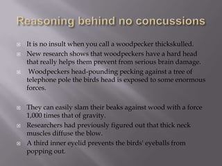    It is no insult when you call a woodpecker thickskulled.
   New research shows that woodpeckers have a hard head
    that really helps them prevent from serious brain damage.
    Woodpeckers head-pounding pecking against a tree of
    telephone pole the birds head is exposed to some enormous
    forces.

   They can easily slam their beaks against wood with a force
    1,000 times that of gravity.
   Researchers had previously figured out that thick neck
    muscles diffuse the blow.
   A third inner eyelid prevents the birds' eyeballs from
    popping out.
 