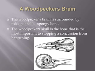    The woodpecker's brain is surrounded by
    thick, plate like spongy bone.
   The woodpeckers skull is the bone that is the
    most important to stopping a concussion from
    happening.
 