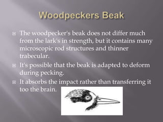    The woodpecker's beak does not differ much
    from the lark's in strength, but it contains many
    microscopic rod structures and thinner
    trabecular.
   It's possible that the beak is adapted to deform
    during pecking.
   It absorbs the impact rather than transferring it
    too the brain.
 