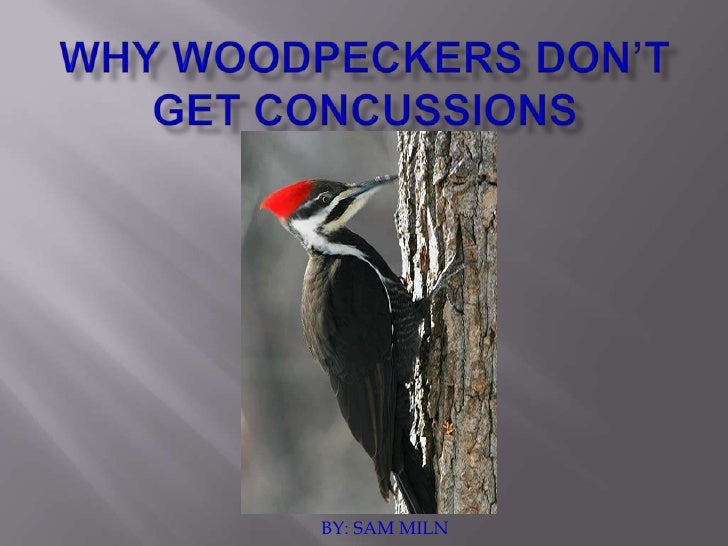 Why woodpeckers don’t get concussions