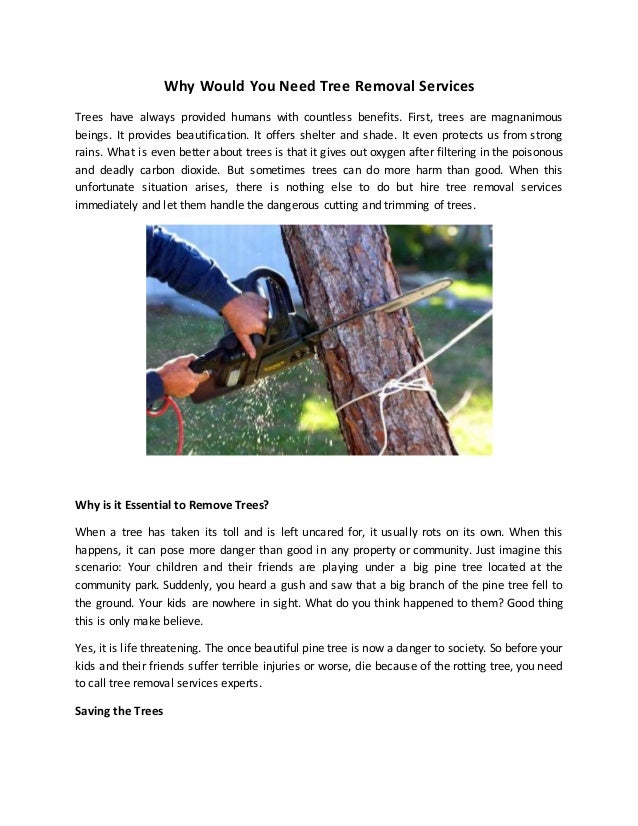 A Affordable Tree Experts