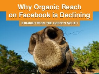 Why Organic Reach!
on Facebook is Declining
STRAIGHT FROM THE HORSE’S MOUTH
http://www.ﬂickr.com/photos/oxherder/4600784532/
 