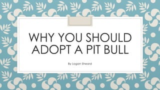 WHY YOU SHOULD 
ADOPT A PIT BULL 
By Logan Sheard 
 