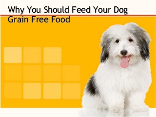 Why You Should Feed Your DogWhy You Should Feed Your Dog
Grain Free FoodGrain Free Food
 