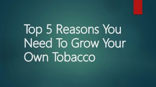 Top 5 Reasons You
Need To Grow Your
Own Tobacco
 
