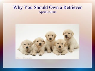 Why You Should Own a Retriever 
April Collins 
 