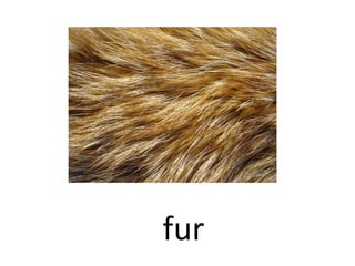 fur
 