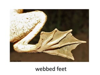 webbed feet
 