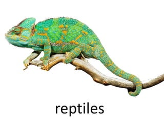 reptiles
 