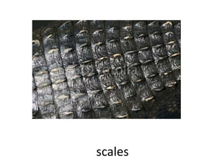 scales
 