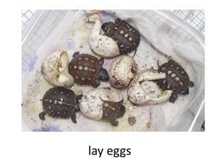 lay eggs
 