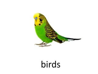 birds
 