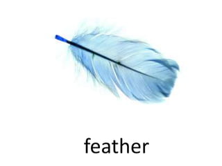 feather
 