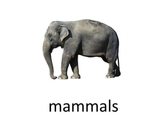 mammals
 