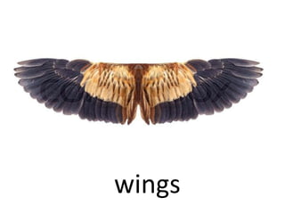 wings
 