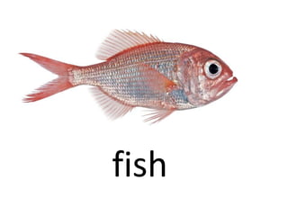 fish
 