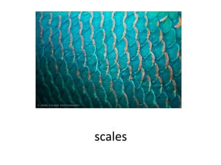 scales
 