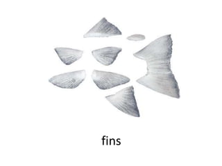 fins
 