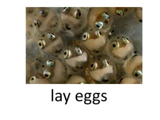 lay eggs
 