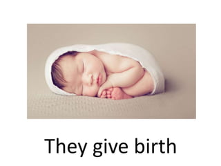They give birth
 