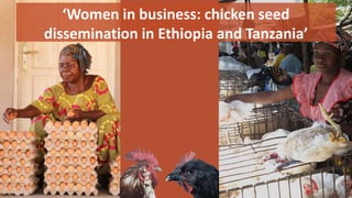 Women in business: Chicken seed dissemination in Ethiopia and Tanzania