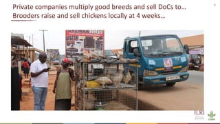 Women in business: Chicken seed dissemination in Ethiopia and Tanzania