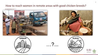 Women in business: Chicken seed dissemination in Ethiopia and Tanzania