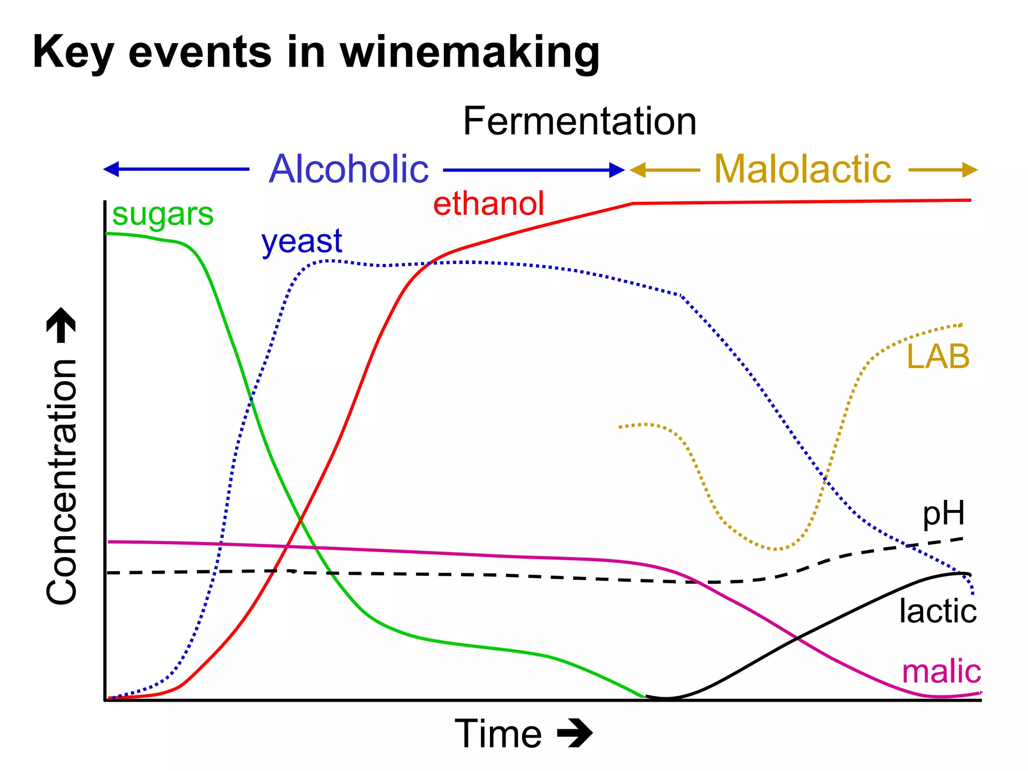 How much sugar does yeast consume? Seasoned Advice