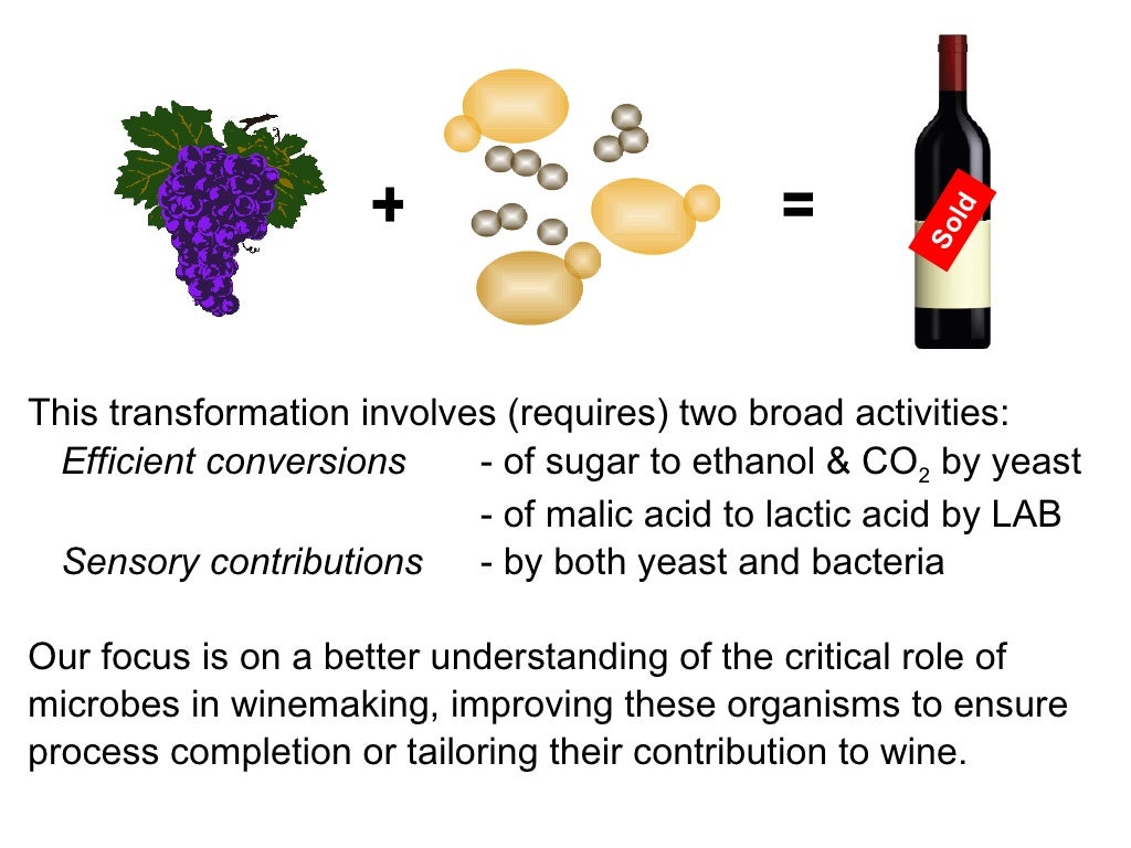Wine Microbiology for Fermentation Success and Wine Quality