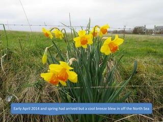 Early April 2014 and spring had arrived but a cool breeze blew in off the North Sea
 
