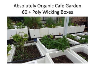 Absolutely Organic Cafe Garden
60 + Poly Wicking Boxes
 