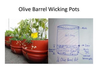 Olive Barrel Wicking Pots
 