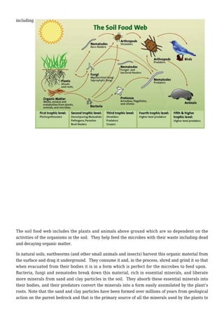 including earthworms, bacteria, fungi, nematodes, arthropods and protozoa.
The soil food web includes the plants and animals above ground which are so dependent on the
activities of the organisms in the soil. They help feed the microbes with their waste including dead
and decaying organic matter.
In natural soils, earthworms (and other small animals and insects) harvest this organic material from
the surface and drag it underground. They consume it and, in the process, shred and grind it so that
when evacuated from their bodies it is in a form which is perfect for the microbes to feed upon.
Bacteria, fungi and nematodes break down this material, rich in essential minerals, and liberate
more minerals from sand and clay particles in the soil. They absorb these essential minerals into
their bodies, and their predators convert the minerals into a form easily assimilated by the plant’s
roots. Note that the sand and clay particles have been formed over millions of years from geological
action on the parent bedrock and that is the primary source of all the minerals used by the plants to
 